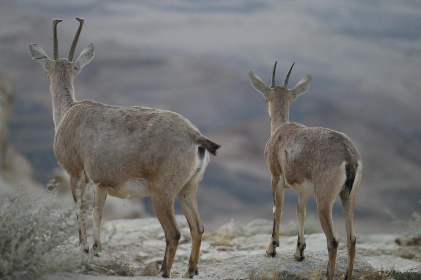 Ibex Unique Desert Inn 미츠페 라몬 외부 사진