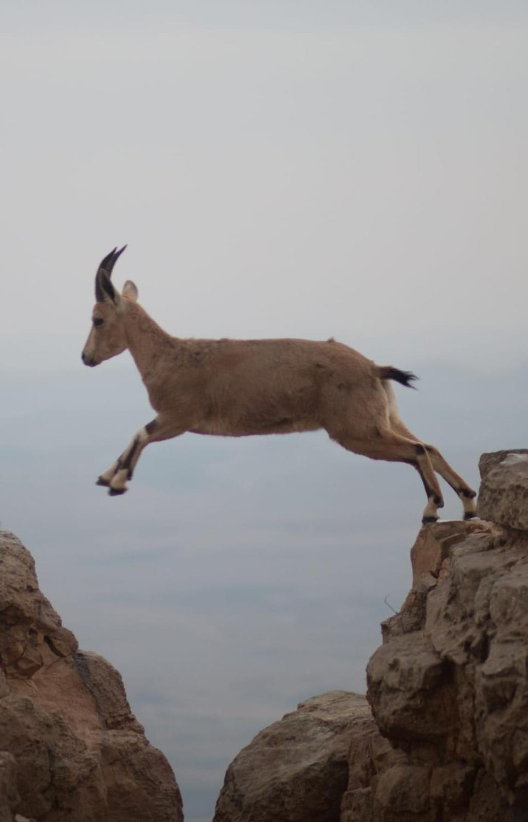 Ibex Unique Desert Inn 미츠페 라몬 외부 사진