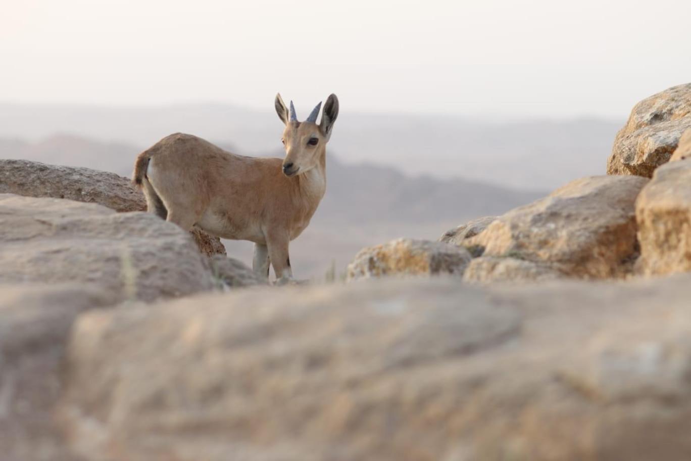 Ibex Unique Desert Inn 미츠페 라몬 외부 사진